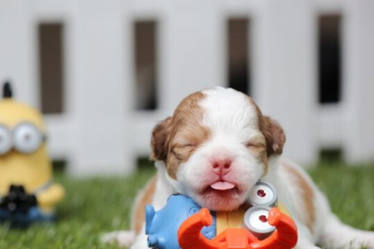 Mi tienda canina online en Publicidad Canina