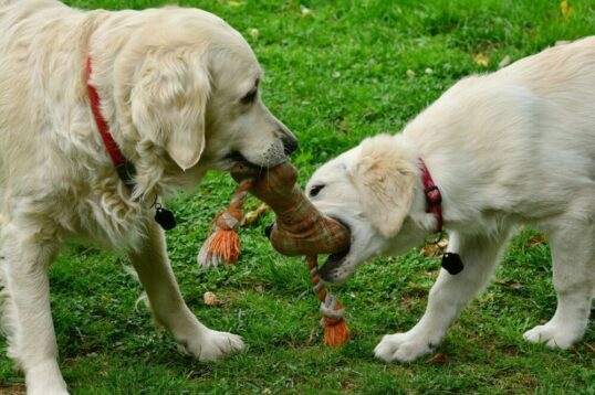 Mi tienda canina online | Publicidad Canina