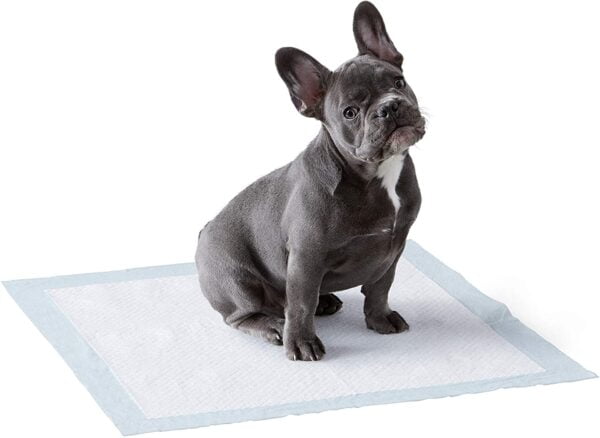 toallita empapadora para perros