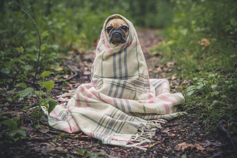 pug, dog, blanket-801826.jpg