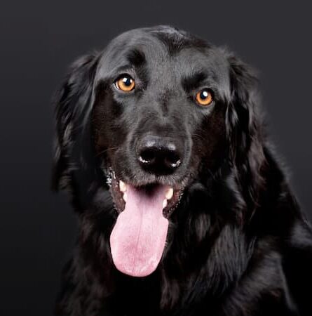 Perro negro | Publicidad Canina