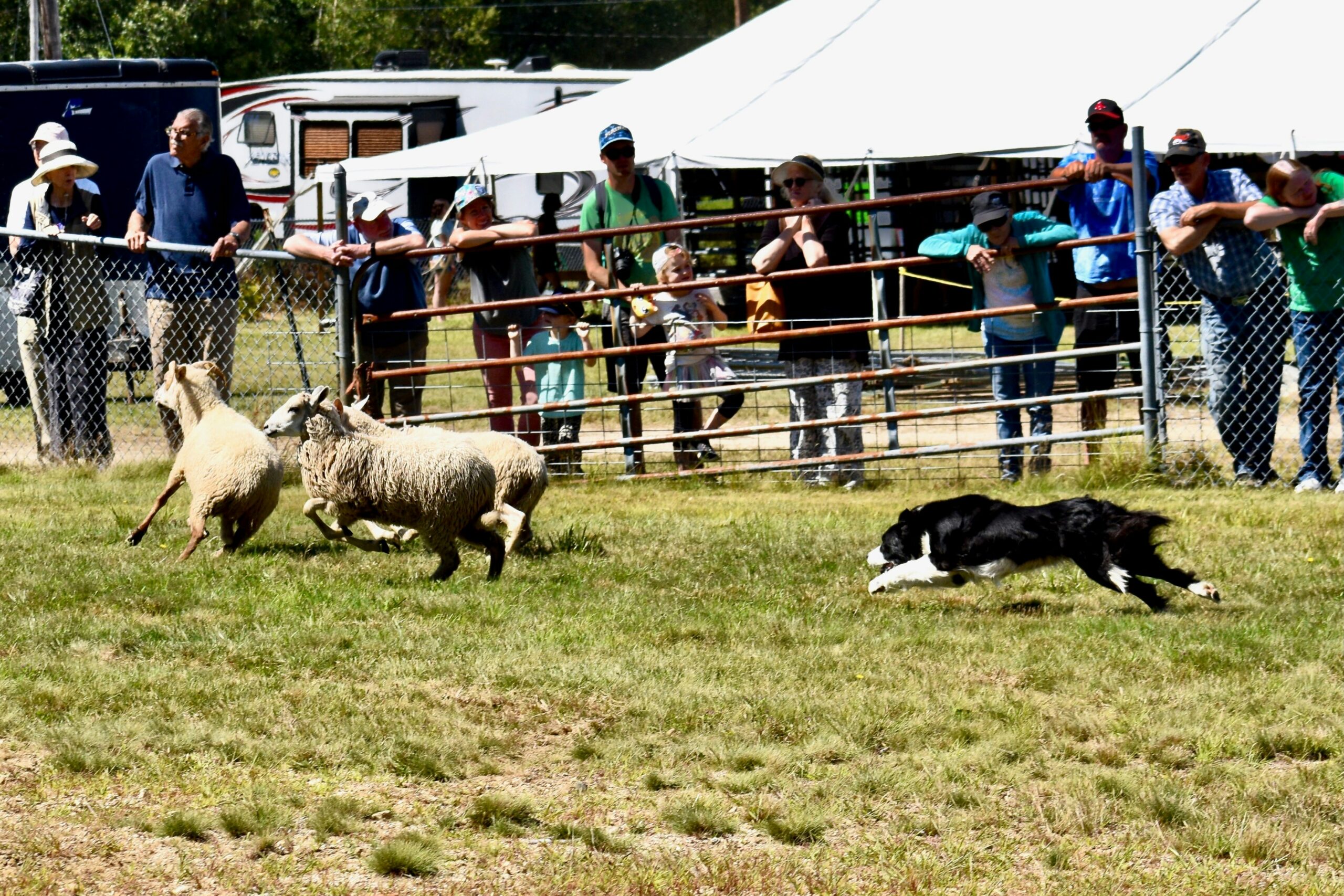 Entrenamiento de Perros Pastor: La Guía Definitiva para el Pastoreo de Ovejas y Ganado Vacuno